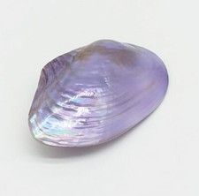 Conchiglia Vera in Madreperla - Scegli il Colore