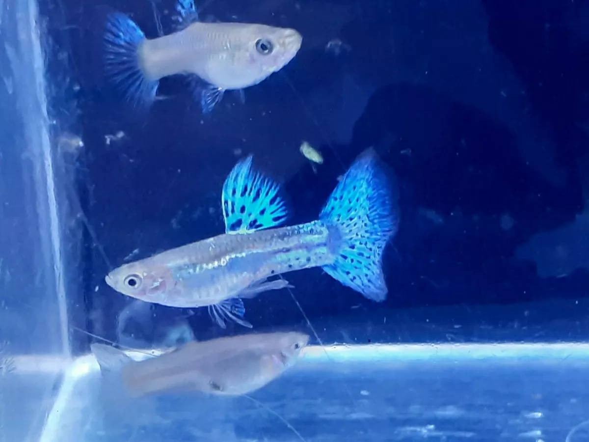 BLUE GRASS GUPPIES YOUNG BREEDING PAIR TROPICAL FISH eBay