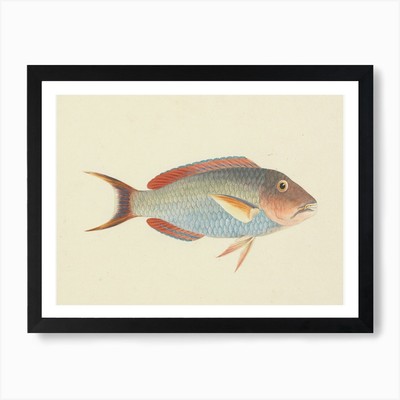 Unbekannter Fisch, Luigi Balugani (gerahmtes Wandbild Poster Leinwanddruck Bild