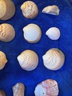Sea Shells from Mexico Very Unique — photo 3