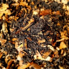 100% Organic, Edible Isopod, Beetle, Millipede Substrate 3L