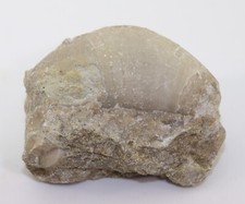 Nautiloid, Oncoceras sp., Silur, Ireviken, Gotland, Schweden-k909