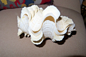 WHOLE fluted Clam shell Tridacna Squamosa ruffles
