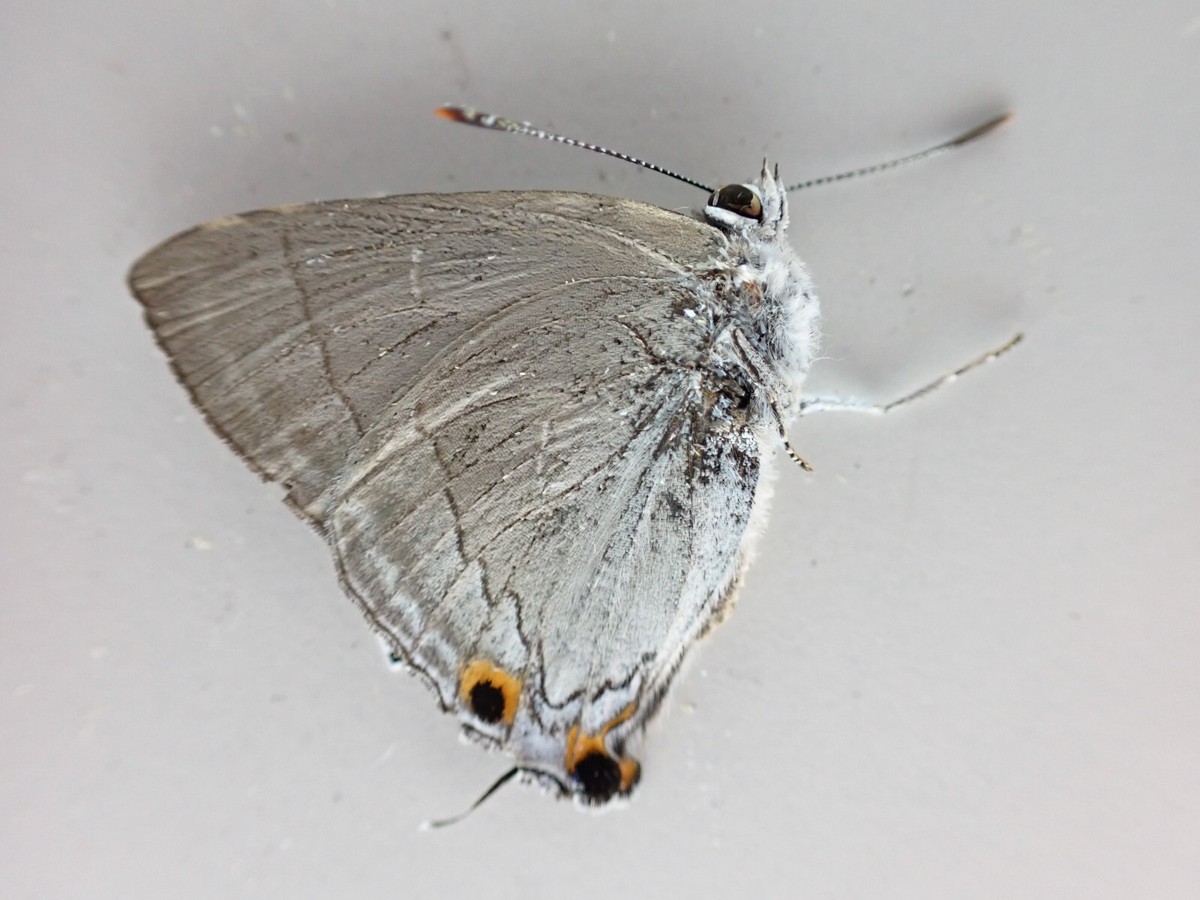 L6819. Unmounted butterflies: Lycaenidae sp. Vietnam. Ha Giang | eBay