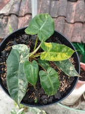 Philodendron Jenifer Florida Beauty x Billitiae variegato foto reale