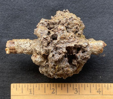 Real Wood Burl Sealed Decoration, Decor, Crafting, Cool, Fun, Gift, Nature