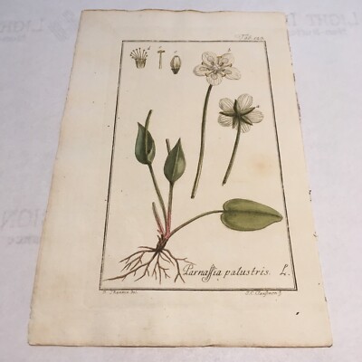 Johannes Zorn 1779-84 Hand Colored Botanical Flower Original Tab 123
