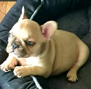 Bulldog Puppies In Newcastle Region Nsw Pets Gumtree Australia Free Local Classifieds