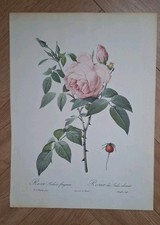 Stunning Vintage Print Of A Rose Setail Large Floral Wall Art Mid 20c 40 X 30...
