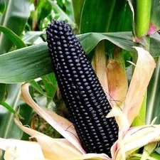 50pcs Black Corn Heirloom Seeds - Non-GMO, Open-Pollinated, Flour Corn