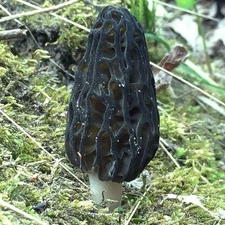 Black Morel (Morchella angusticeps) Liquid Culture