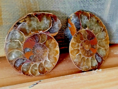     400 bis 66 millionen Jahre altes Ammonoidea Fossil ୭ Calcit in den Kammern