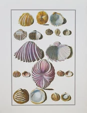 Vintage Lithograph Taxonomy of Seashells - LARGE archival poster 19.25x25
