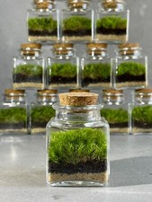 MINI MOSSARIUM JAR | Miniature Terrarium | Moss Terrarium | Gift Idea | Natural
