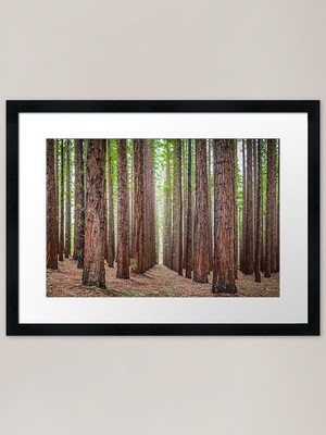 East Warburton Redwood Forest Rahmen gerahmt Wandbild Poster Leinwanddruck Bild