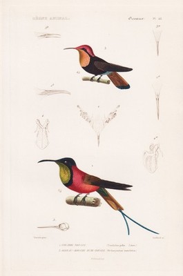 Topaza pella topaz hummingbird hummingbird bird engraving steel engraving Cuvier 1817