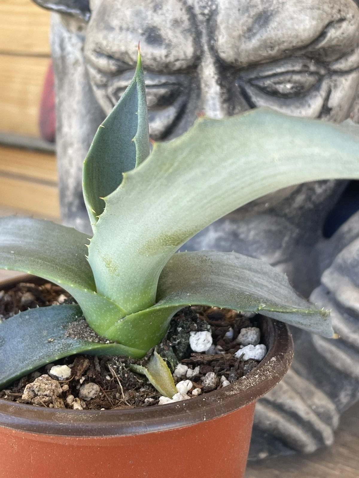 AGAVE MAPISAGA--Largest Agave Species!!--seedling from seed -- SUPER RARE!!