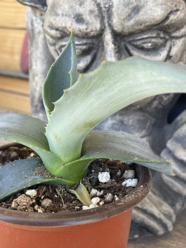 Agave Mapisaga Seedling Large Agave Species Rare