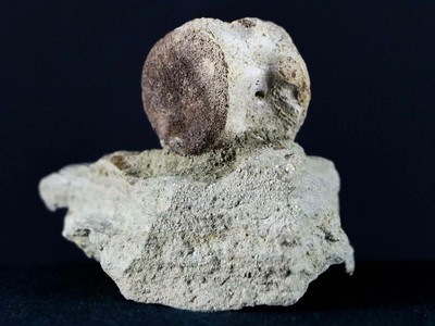 Champsosaurus Gigas Reptile Vertebra Upper Cretaceous Hell Creek Montana COA | eBay
