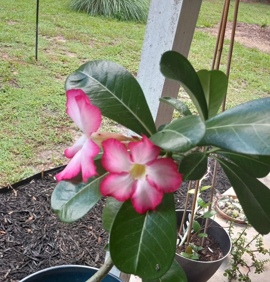 Five Desert Rose (Adenium Obesum) Seeds Florida Grown - Image 2 of 2