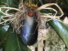 Handmade Seashell Angel Christmas Tree Ornament Black Kwanza Decor USA MADE