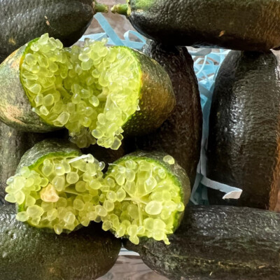 Australian Finger Lime Grafted Plant D'Emerald Caviar Lime Tree Tropical 20''
