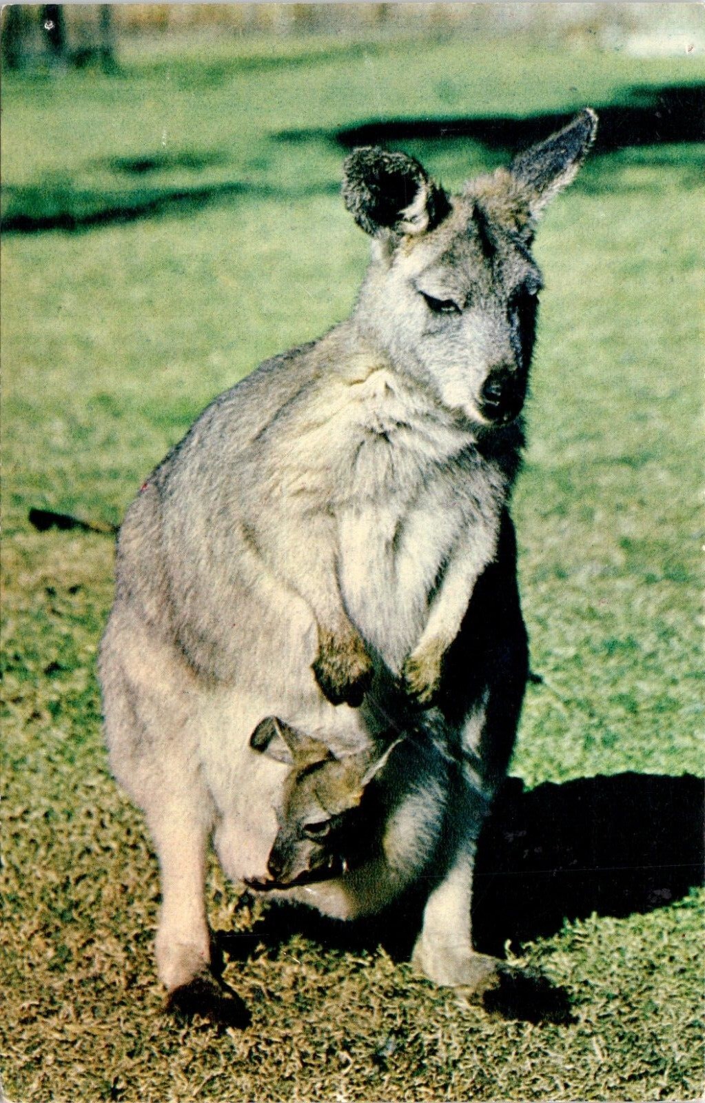 Joey Roo Rescue Kangaroo Joey In Color