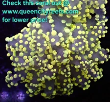WYSIWYG - BioHazard Branching Frogspawn Coral Frag - LPS - Live Coral
