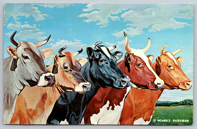 Five Queens Cows Fort Atkinson WI Dairy Cattle Postcard