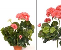 Geranien, Kunstblume Rose, HöHe Ca. 30Cm, Ohne Topf Von Ibizanos