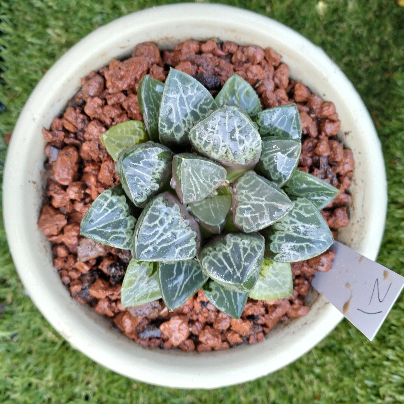 haworthia plant #21 about 9cm Succulent
Opens in a new window or tab