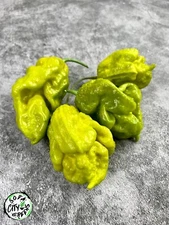 Gator Jigsaw Pepper Seeds 