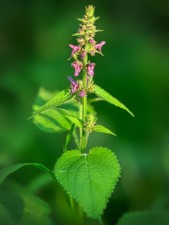 100+ Native Perennial Hedge Woundwort seeds