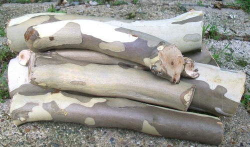 7 Bergahorn Baumstämme, Live Edge, trockenes Holz, aus unserem Indiana Homestead Woodlot - Bild 6 von 6