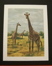 Charles Frace Signed Limited Edition Print "Masai Giraffes at Amboseli" Giraffe