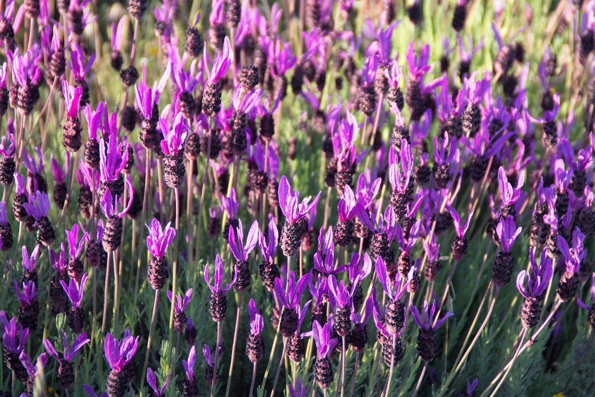 italian lavender plants 300 ITALIAN LAVENDER Lavandula Angustifolia Lavender Blue Purple Fragrant  Flower Herb Seeds main image 1