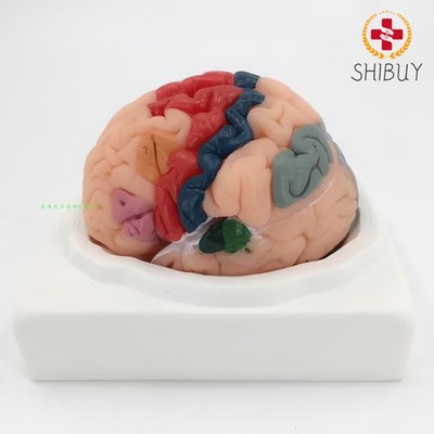 Brain Cortex Partition Model Human Brain Organ Nervous System Dissection Model