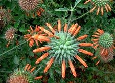 50 semillas de cola de león / KLIP DAGGA / Leonotis Nepetifolia Envío/S GRATIS ORGÁNICA