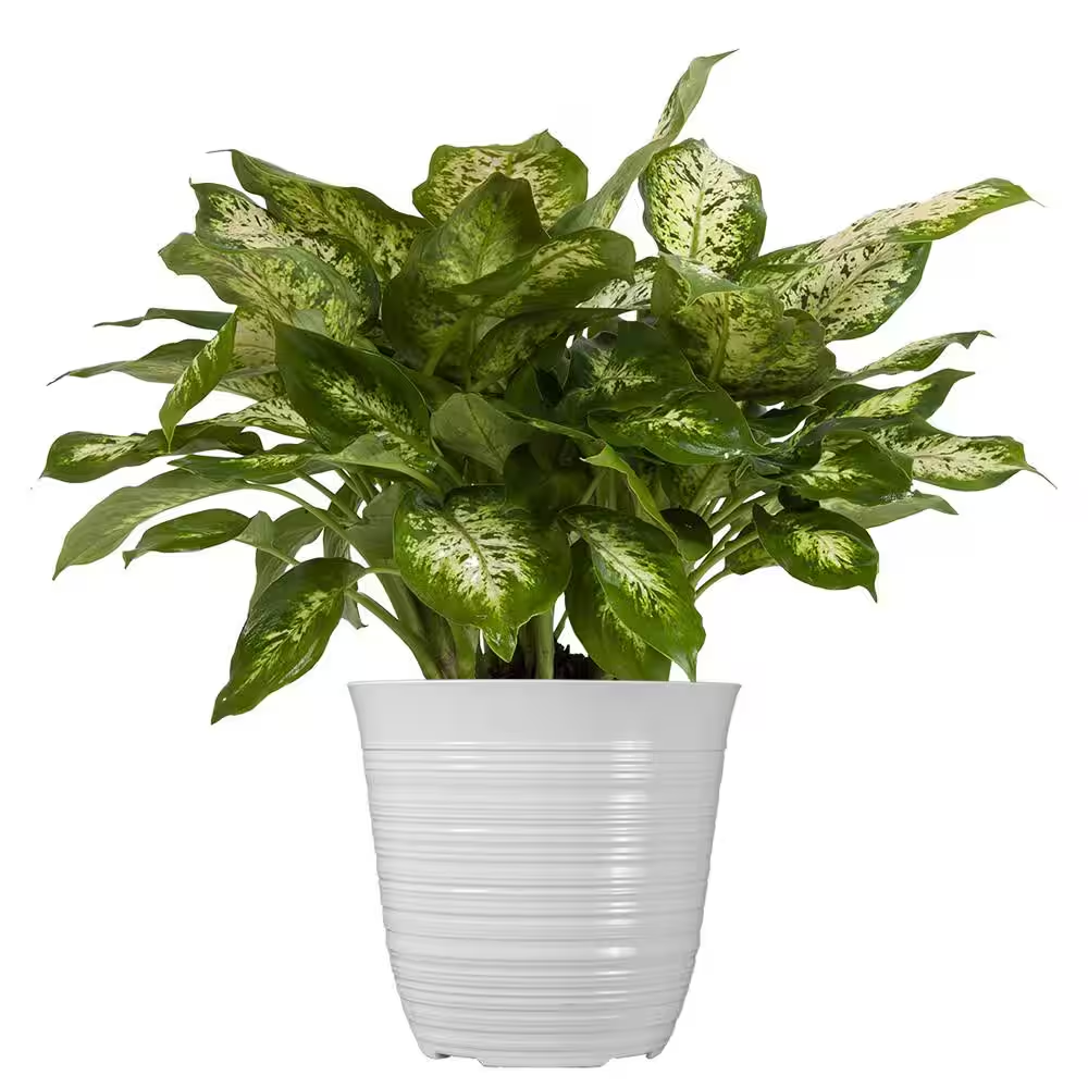 house plant lighter Block Table Lighter in Orange