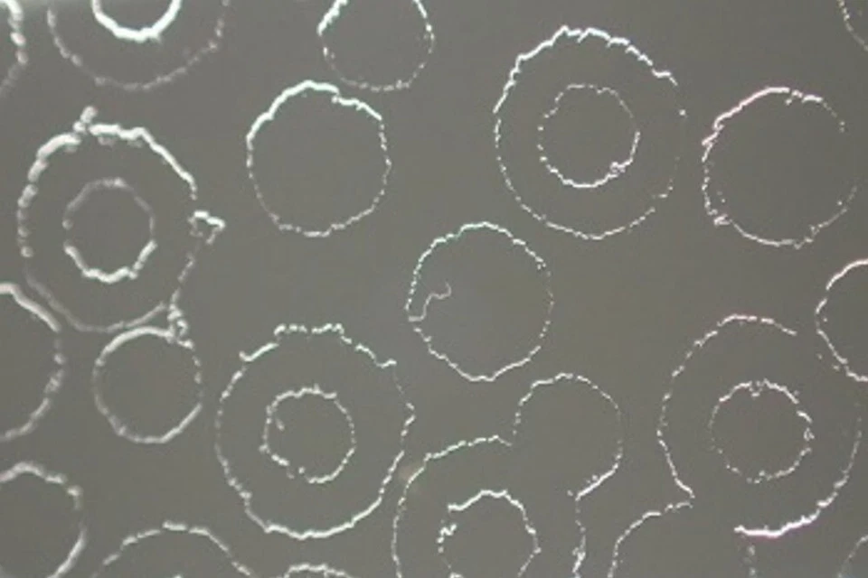 Hoya Creative Softener No1 Camera Lens Filter - Image 3 of 4