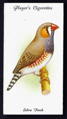 SPIELER - VOLIERE UND KÄFIGVÖGEL - #34 ZEBRAFINKEN