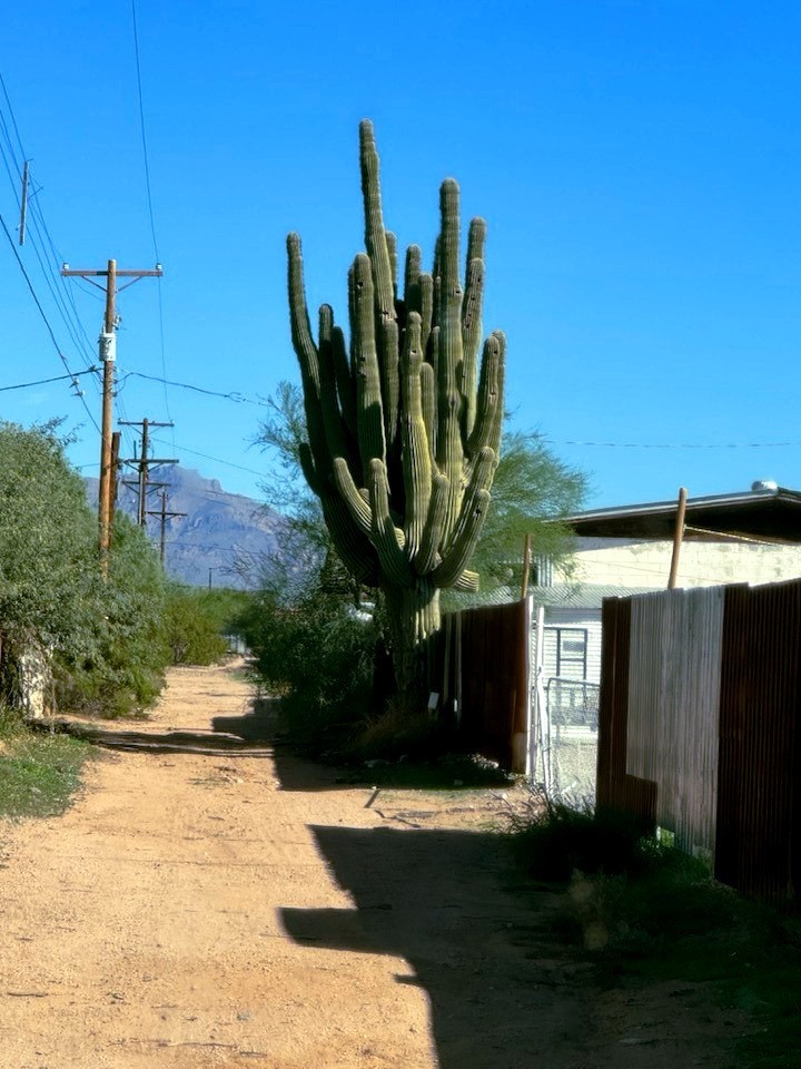 10 SAGUARO GIANT CACTUS SEEDS (Carnegiea gigantea) 
