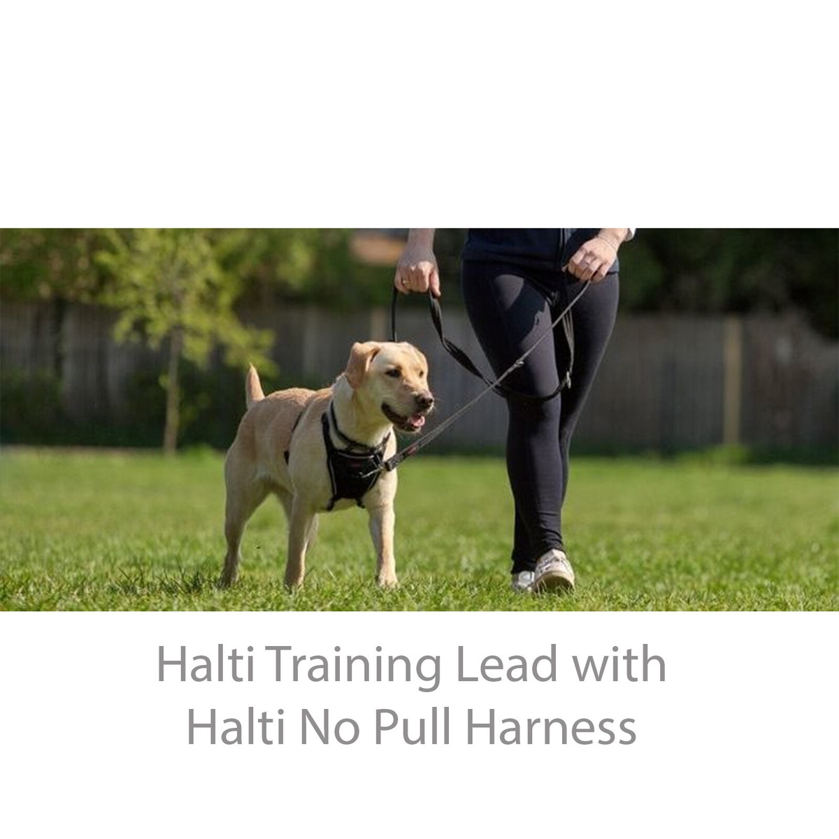 No Pull Two Point Control Dog Leash PetSafe Anti-Pull Dog Lead - Main Image