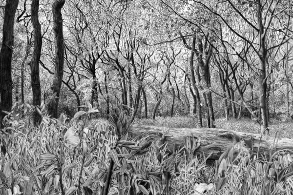 Thumbnail - Wunderwelt Wald