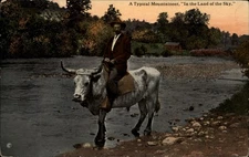 Typical mountaineer man riding oxen vintage postcard c1910 unposted a476