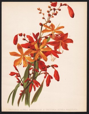 Crocosmia aurea falling star Gold-Montbretie flower Botany Robinson Litho