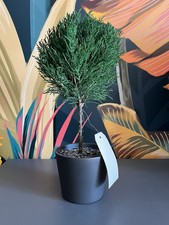 Pot De Cyprès 🌲 Stabilisé Artificiel 🌲 Environ 40 Cm