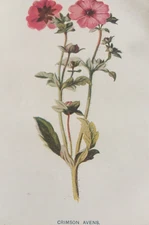 Antique Print 1880s Botanical Crimson Avens F.E. Hulme Victorian Floral Art