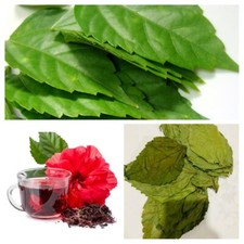 100 Dried Hibiscus Leaves Gudhal Organic Natural Herbal Tea Pure Hair Care Grow
