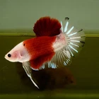 Live Betta Fish Giant Tunjo HMPK Premium Thailand(7 cm)